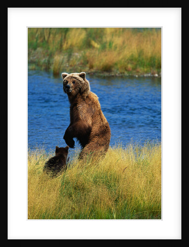 Brown Bear Sow and Cub by Anonymous
