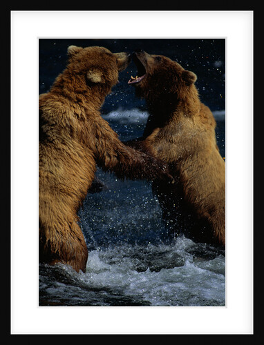 Alaskan Brown Bears in Brooks River by Anonymous
