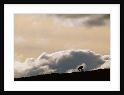 Lone Caribou in Denali National Park by Anonymous