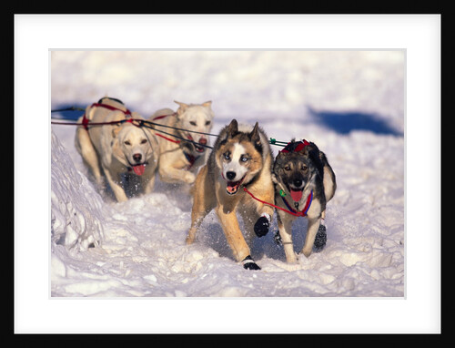 Sled Dog Team by Anonymous