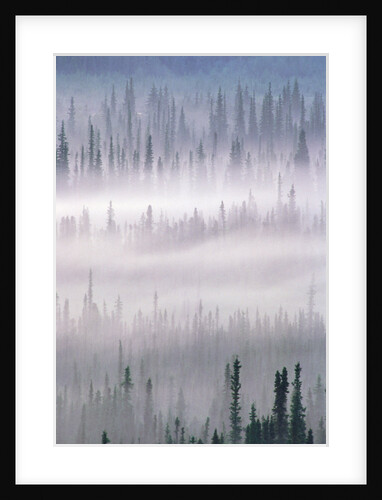 Misty Forest near Mount Brooks by Anonymous