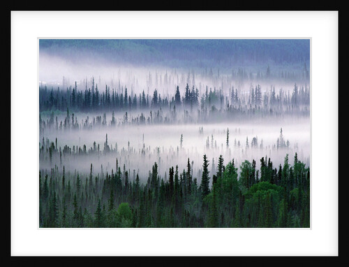 Misty Forest near Mount Brooks by Anonymous