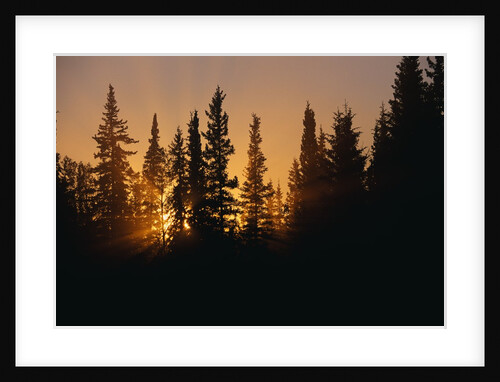 Midnight Sun and Forest Along Alaska Highway by Anonymous