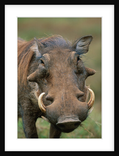 Male Warthog by Anonymous