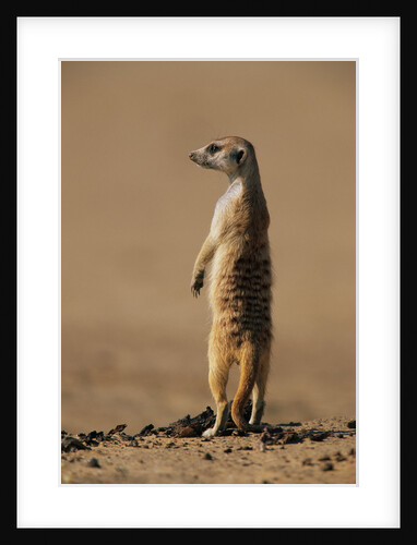 Meerkat Standing on Hind Legs by Anonymous