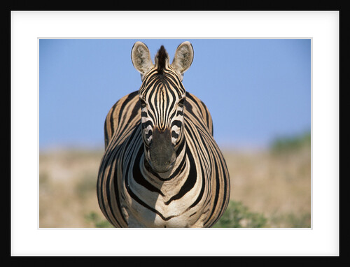 Burchell's Zebra by Anonymous