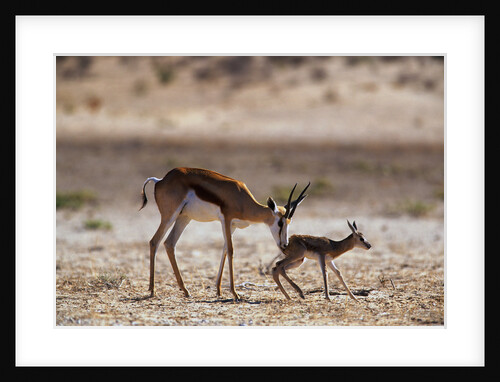 Springbok Mother with Newborn Calf by Anonymous