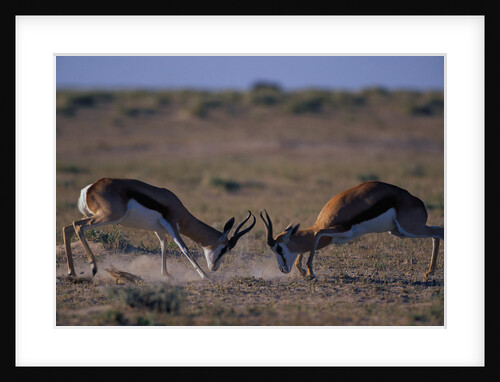 Male Springboks Sparring by Anonymous