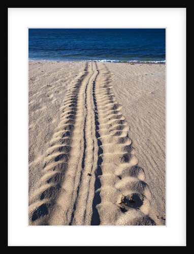 Giant Turtle Tracks in the Sand by Anonymous