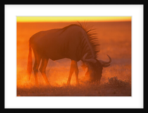 Blue Wildebeest Feeding at Sunset by Anonymous