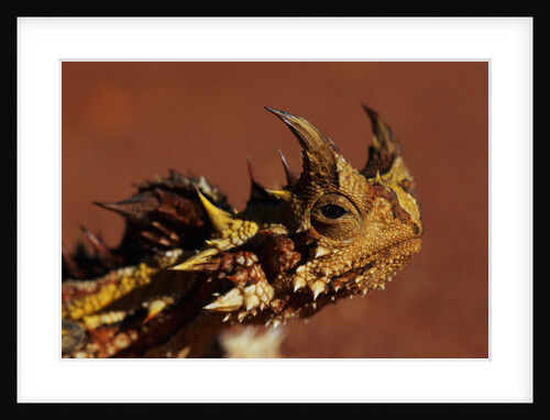 Head of a Thorny Devil by Anonymous