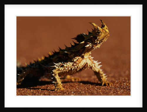 Thorny Devil by Anonymous