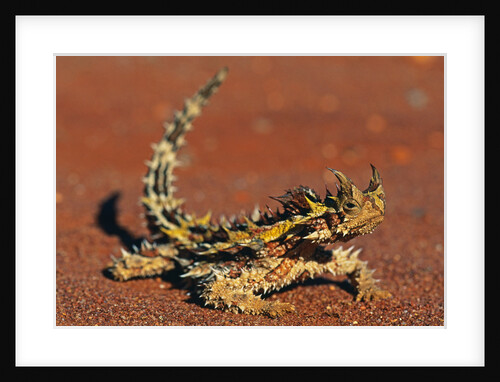 Thorny Devil on Desert Sand by Anonymous