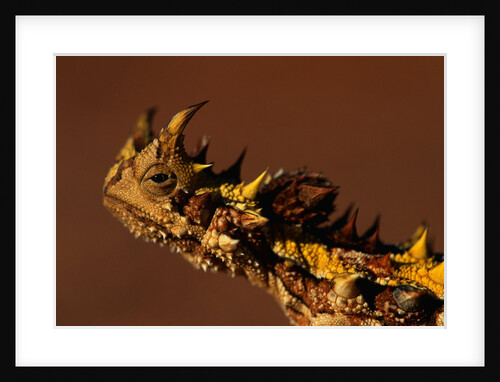 Head of a Thorny Devil by Anonymous