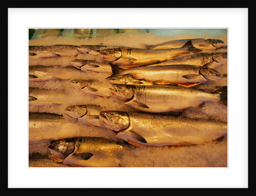 Fresh Fish at Pike Place Market by Anonymous
