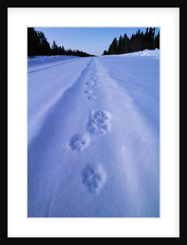 Animal Tracks near Alaska Highway by Anonymous