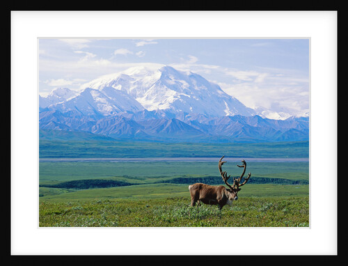 Caribou Below McKinley by Anonymous
