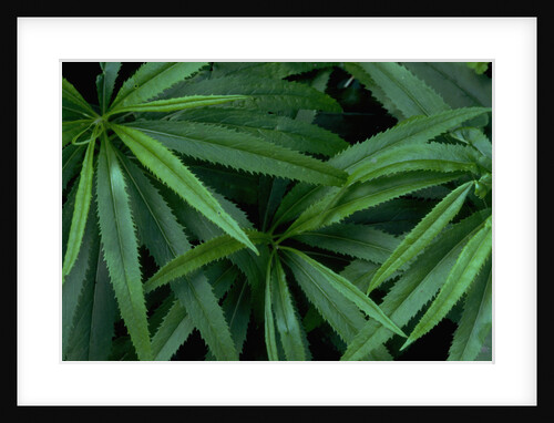 Leaves of the Hemp Plant by Anonymous