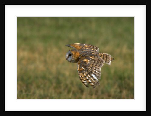 Barn Owl in Flight by Anonymous