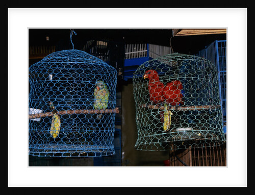 Caged Parrots by Anonymous