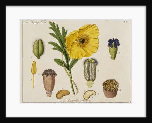 Yellow Poppy and Diagrams by Anonymous