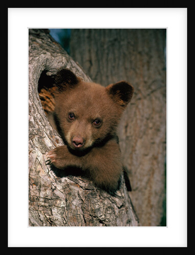 Black Bear Cub in Tree by Anonymous