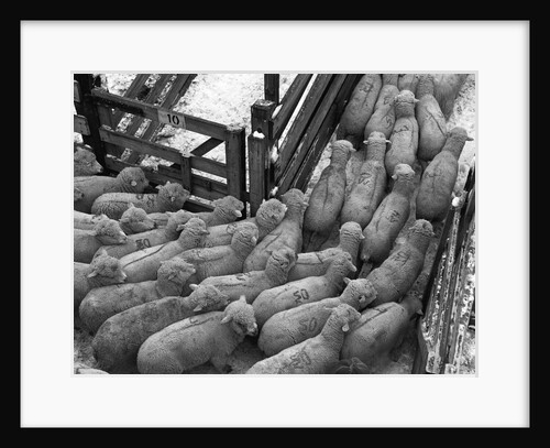 Loading Sheep by Anonymous