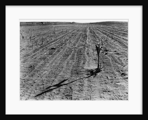 Withered Corn by Anonymous