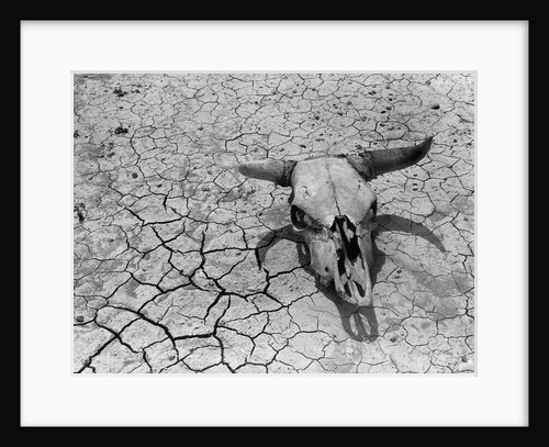 Cattle Skull on the Parched Earth by Anonymous