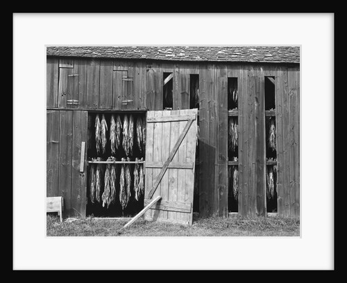 Tobacco Shed by Anonymous