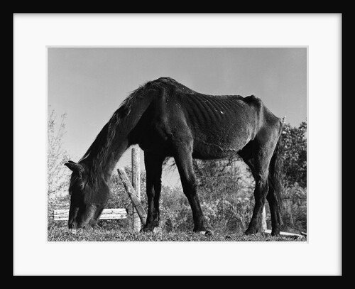 Old Horse by Anonymous