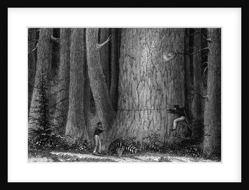 Measuring a Large Tree by Anonymous