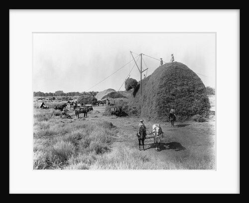 Alfalfa Haystack by Anonymous