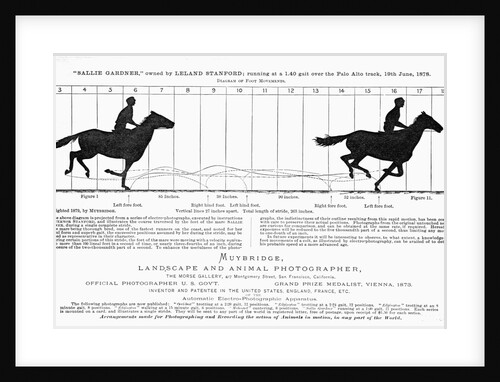 Diagram of a Horse in Motion by Eadweard Muybridge