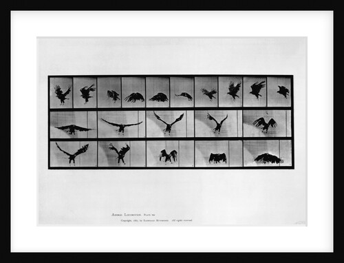 Animal locomotion by Anonymous