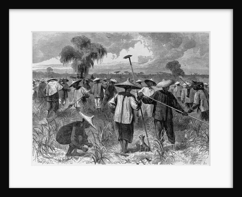 Workers at a Sugar Plantation by Anonymous