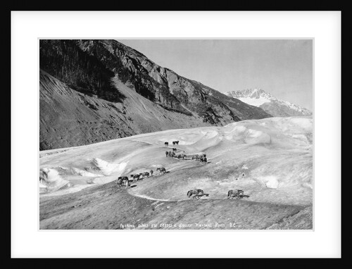 Horses Packing Silver Ore Across Glacier by Anonymous