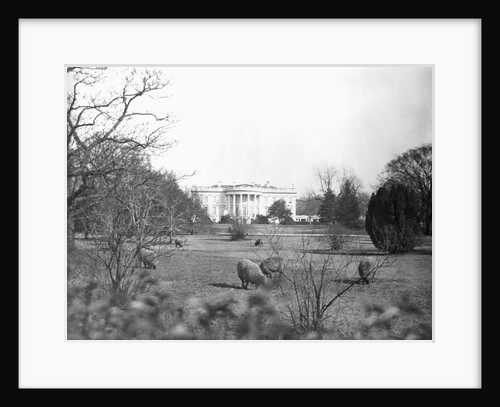 Sheep Grazing on White House Lawn by Anonymous