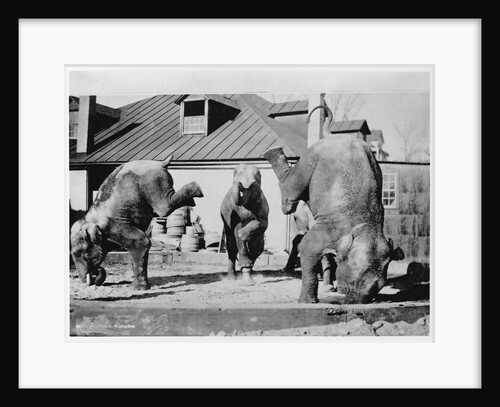 Performing Elephants by Anonymous