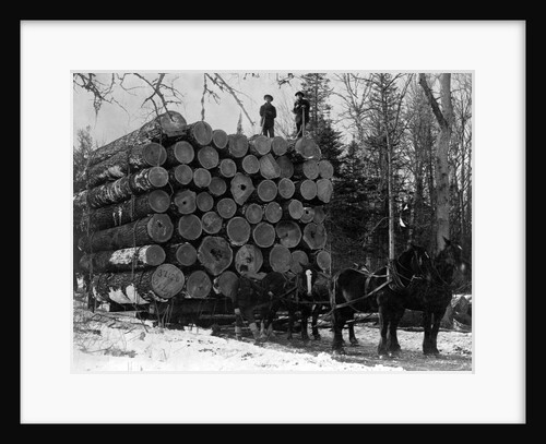 Horses Hauling Huge Load of Logs by Anonymous