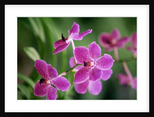 Purple Orchid by Anonymous