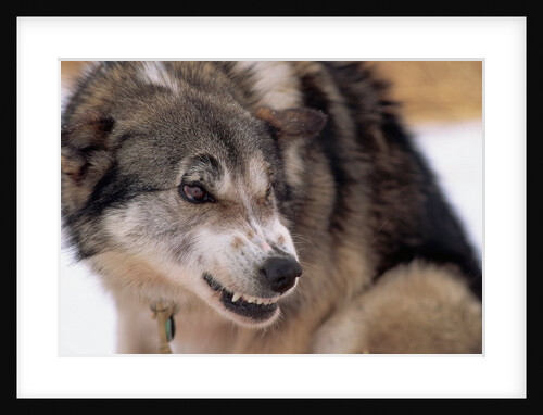 Sled Dog Snarling by Anonymous