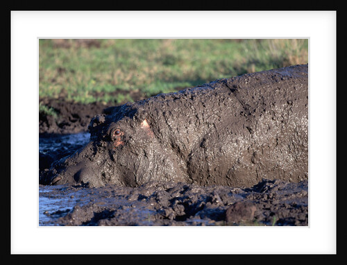 Hippopotamus Wallows in Mud by Anonymous