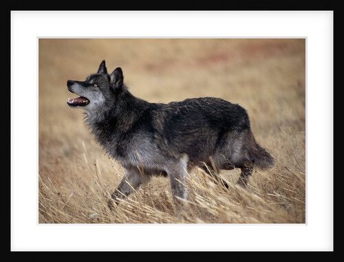Gray Wolf in Foothills Habitat by Anonymous