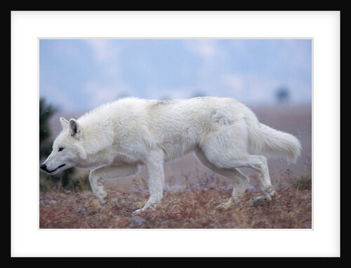 Gray Wolf in Foothills Habitat by Anonymous
