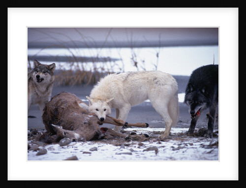 Wolf Pack Eating Deer Carcass by Anonymous