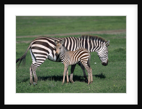 Common Zebra With Young by Anonymous