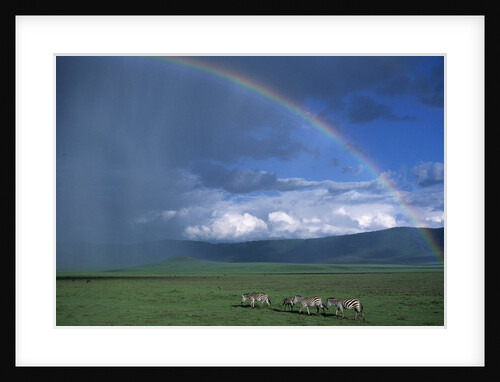 Rainbow Arches Over Common Zebras by Anonymous