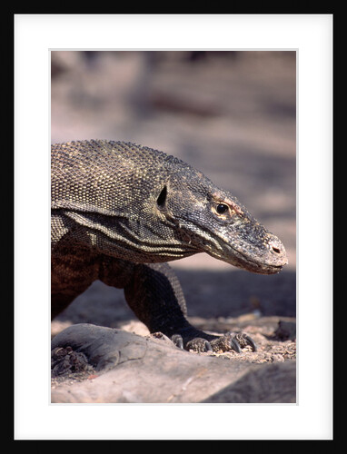 Front End of a Komodo Dragon Lizard by Anonymous