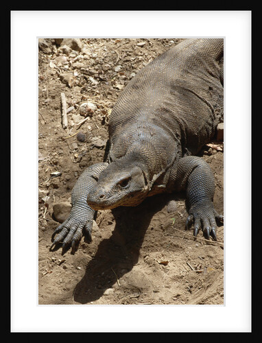 Front End of a Komodo Dragon Lizard by Anonymous